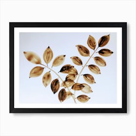 Brown Leaves Art Print