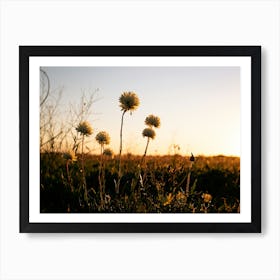 Sunset In The Meadow Art Print