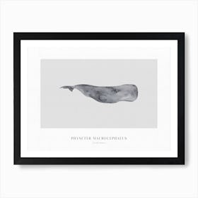 Boho Ocean 1 Sperm Whale Art Print
