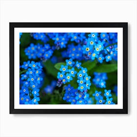 Forget-me-not Flowers Art Print