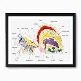 Anatomy Of The Human Heart Art Print