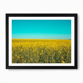 Canola Fields Under The Sun 08 Art Print