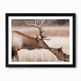 Kissing Elk Art Print