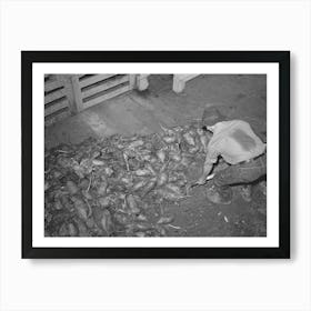 Untitled Photo, Possibly Related To Field Beets Which Will Be Used For Cattle Feed By Dairy Farmer, Tillamook County Art Print