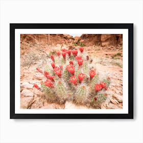 Desert Cactus Art Print