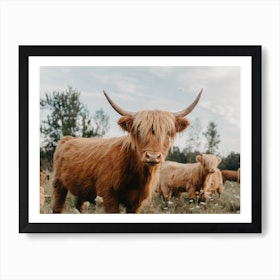 Curious Highland Cow Art Print