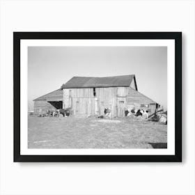 Barns And Cows On Frank Armstrong S Farm Near Marseilles, Illinois, Landlord Intends To Replace These Barns By Art Print