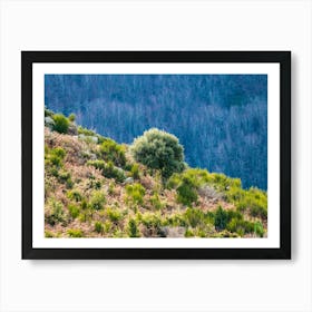 Olive Tree On A Hillside 20181223 38pub Art Print