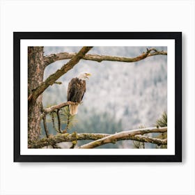 Eagle Looking Over Forest Art Print