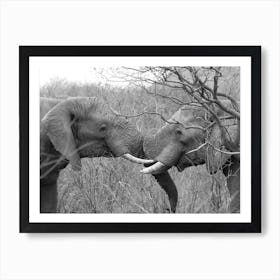 Playing Elephants Art Print