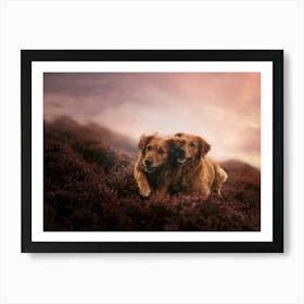 Golden Retriever Dogs In The Field- Scotland Highland UK dog photo print - moody animal photography Art Print