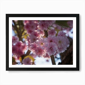 Pink blossoms of an ornamental cherry against the light Art Print