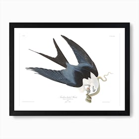 Swallow Tailed Hawk Art Print