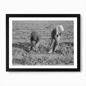 Pulling And Tying Carrots In Field Near Santa Maria, Texas By Russell Lee Art Print