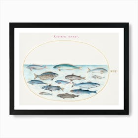 Cod And Other Fish (1575–1580), Joris Hoefnagel Art Print