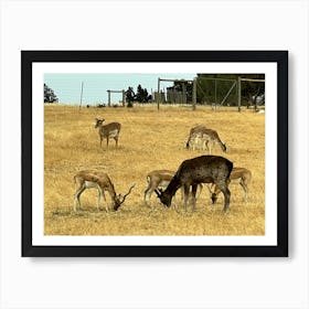 Deer Grazing In A Field Art Print