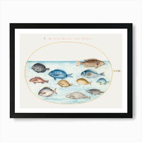 Bream And Other Fish (1575–1580), Joris Hoefnagel Art Print