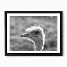 Ostrich Head Art Print