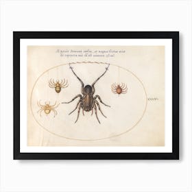 Four Spiders (c. 1575-1580), Joris Hoefnagel Art Print