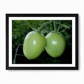 Two Green Tomatoes On A Branch Affiche