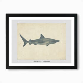 Common Thresher Shark Silhouette 5 Poster Art Print