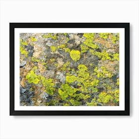 Lichen On Rock 20200803121099ppub Art Print