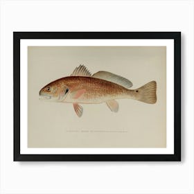 Restored Version of the Denton Channel Bass Published in the New York Fish and Game Report Art Print