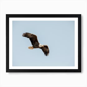 American Eagle In The Blue Sky Art Print