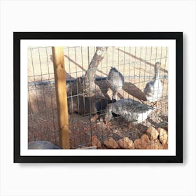 Geese In A Pen 1 Art Print