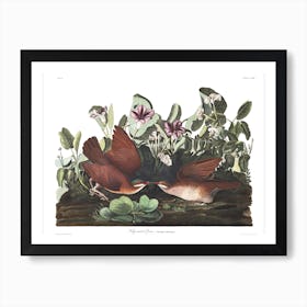 Key West Pigeon Art Print