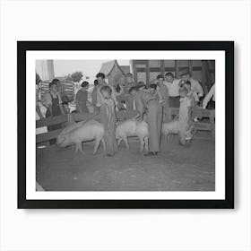 Displaying Pigs, 4 H Fair, Sublette, Kansas By Russell Lee Art Print
