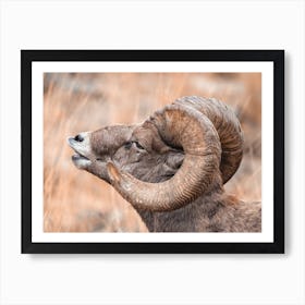 Ram Bighorn Sheep Art Print