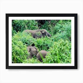 Elephants In The Bush Ngorongoro Conservation Area, Tanzania (Africa Series) Art Print