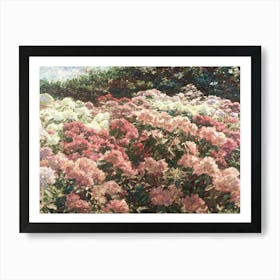 Rhododendrons In Bloom 1 Art Print