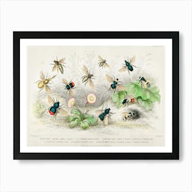 Honey Bee, Worker, Male, Queen, Common Humble Bee And Lapidary Bee, Oliver Goldsmith Art Print