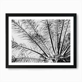 Palm leaves // Ibiza Nature & Travel Photography Art Print