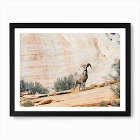 New Mexico Desert Bighorn Sheep Art Print