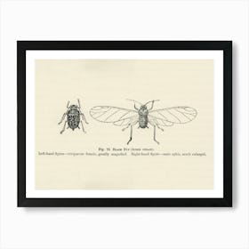 Vintage Illustration Of Black Fly, John Wright Art Print