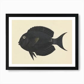 Unidentified Fish, Luigi Balugani 2 Art Print