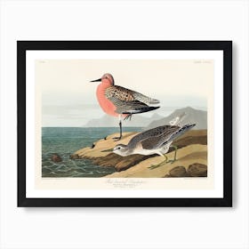 Red Breasted Sandpiper, Birds Of America, John James Audubon Art Print