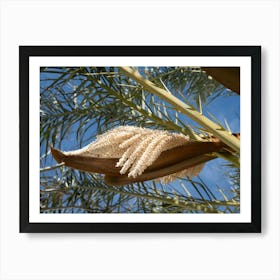 Flowering date palm in spring Art Print