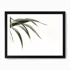 Palm Leaf Art Print