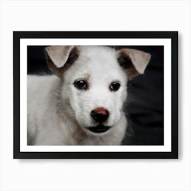 Sweet Puppy Dog Art Print