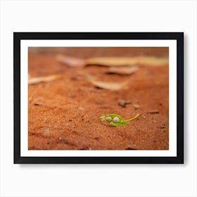 Green Leaf With White Fungus On The Ground Art Print