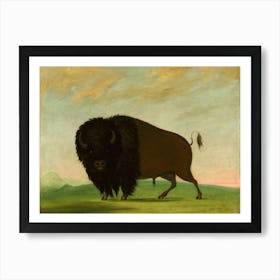 Buffalo Bull, Grazing On The Prairie (1832 1833) Art Print