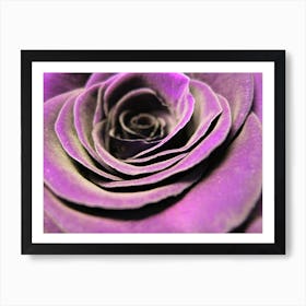 Purple Rose Art Print