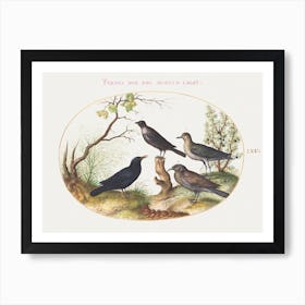 Blackbird, Starling, And Other Birds (1575–1580), Joris Hoefnagel Art Print