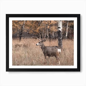 Autumn Mule Deer Art Print