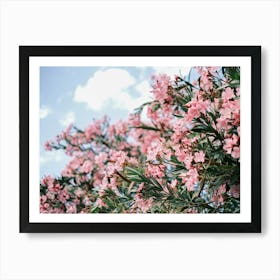 Pink Flowers // Valencia, Spain, Travel & Nature Photography Art Print