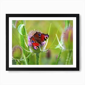 Peacock Butterfly on a Teasel Art Print